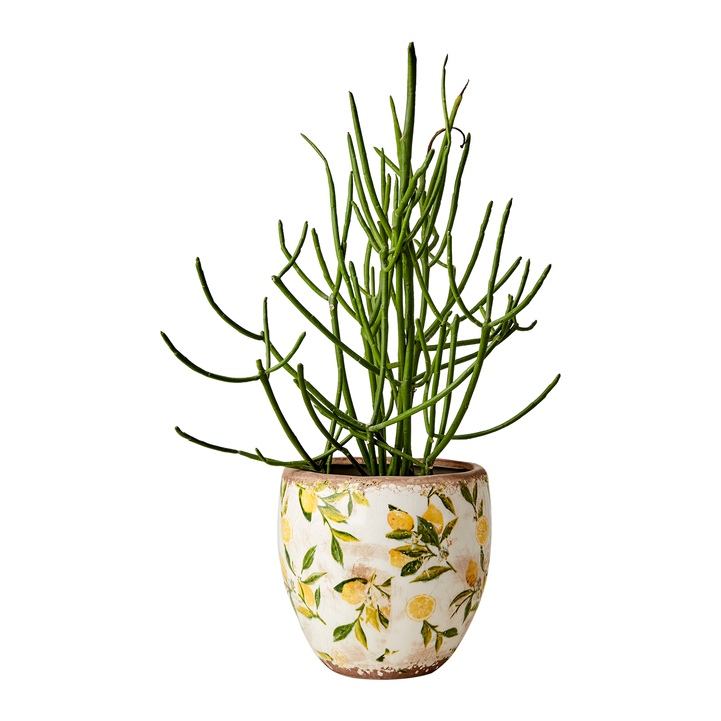Kruka Lemona
