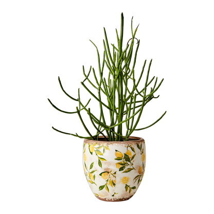 Kruka Lemona