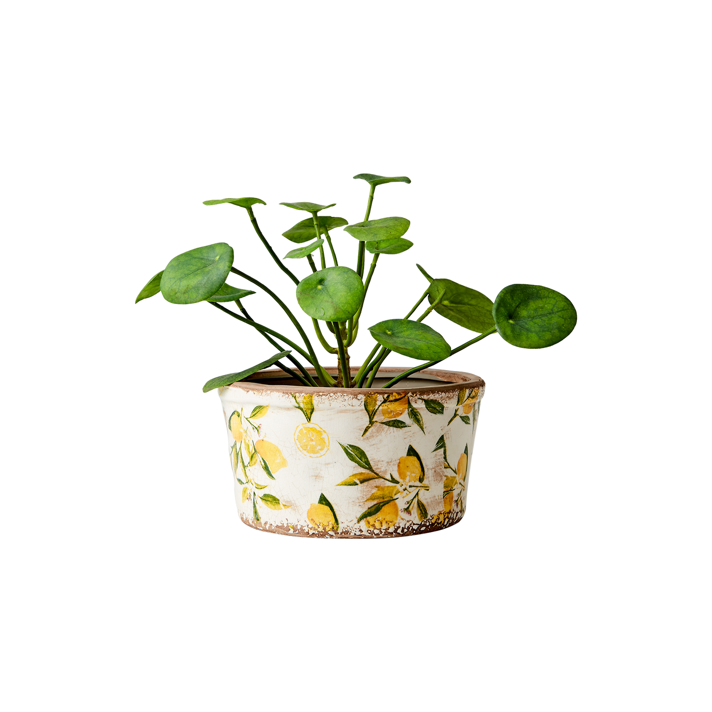 Kruka Lemona Rak