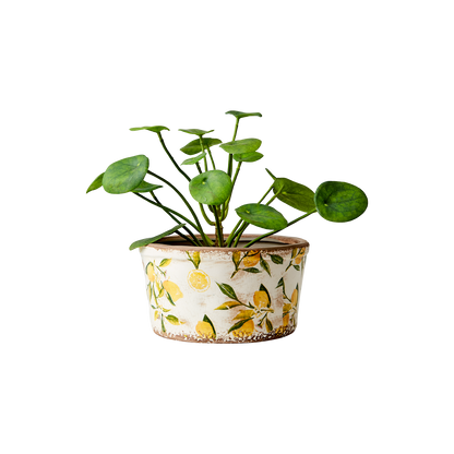 Kruka Lemona Rak