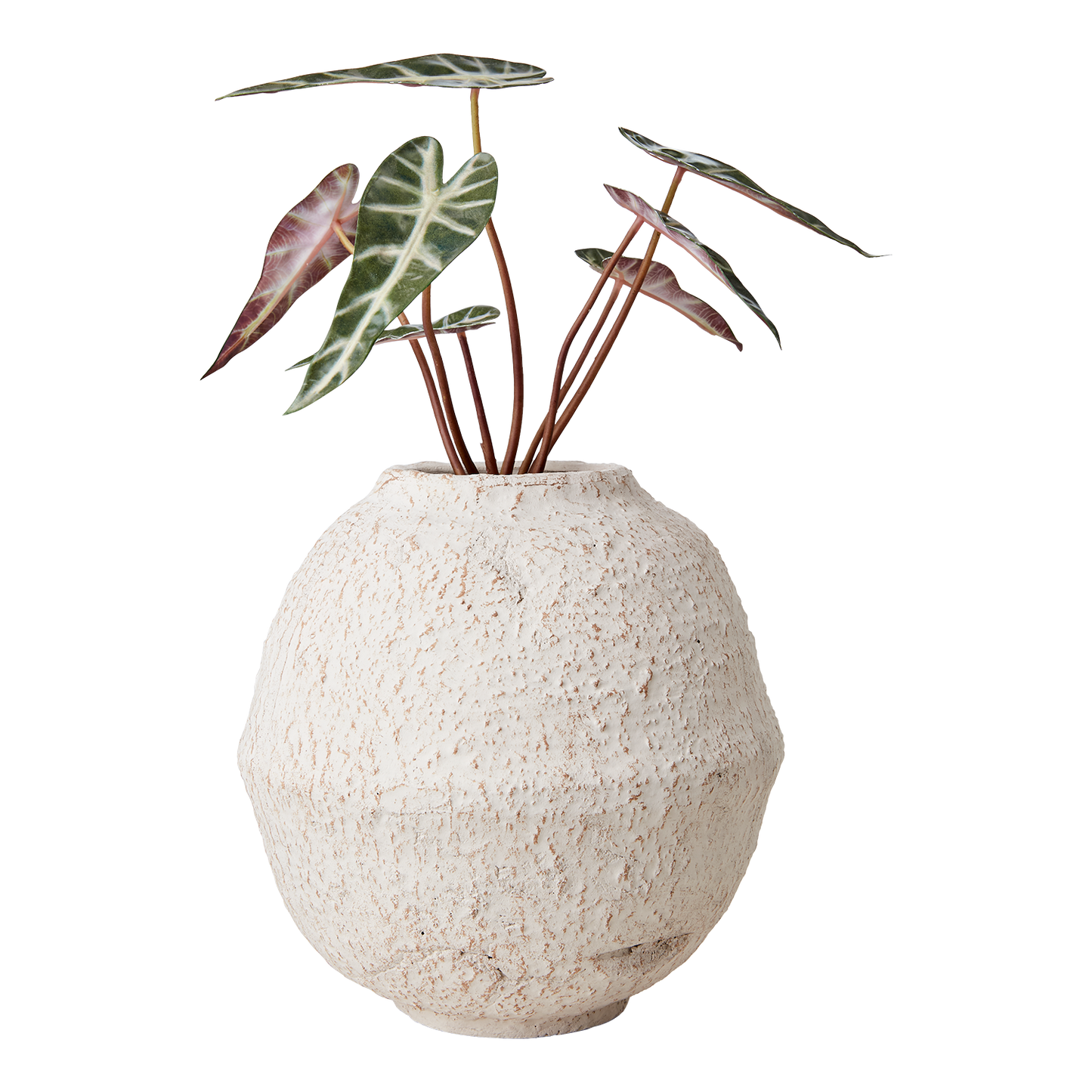 Kruka Cream
